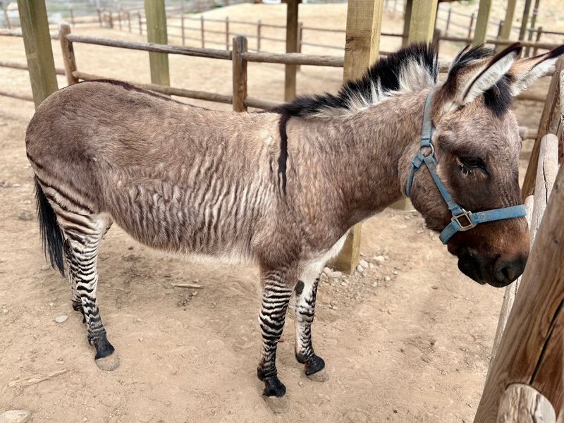 Zedonks, Yes That Is A Real Animal