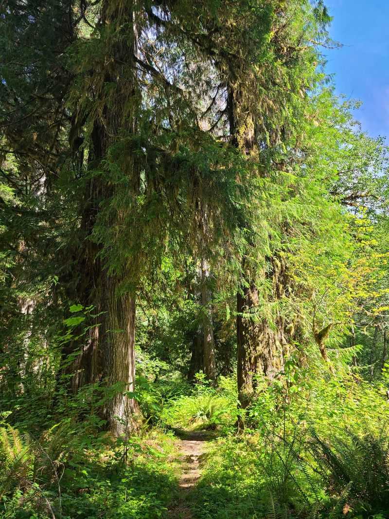 Campbell Tree Grove Campground, Montesano, WA