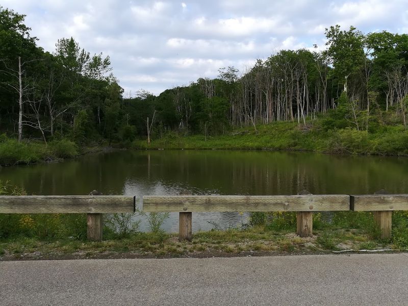Wildlife At Mississinewa Will Make You Put Your Phone Down Voluntarily