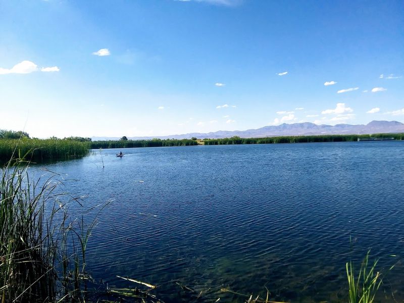 Wildlife And Desert Nature All Around You