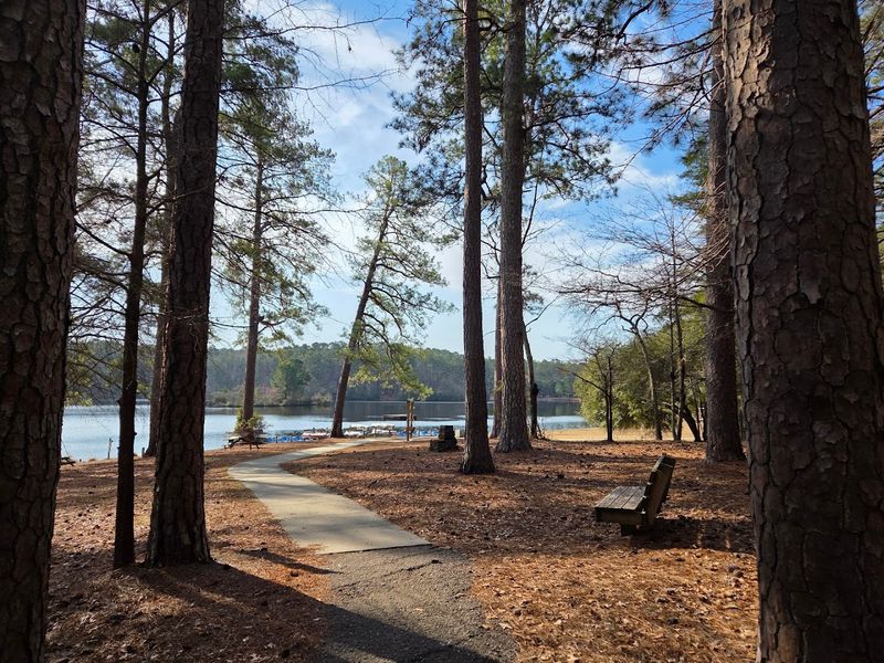 Camping Under The Pines: What To Expect