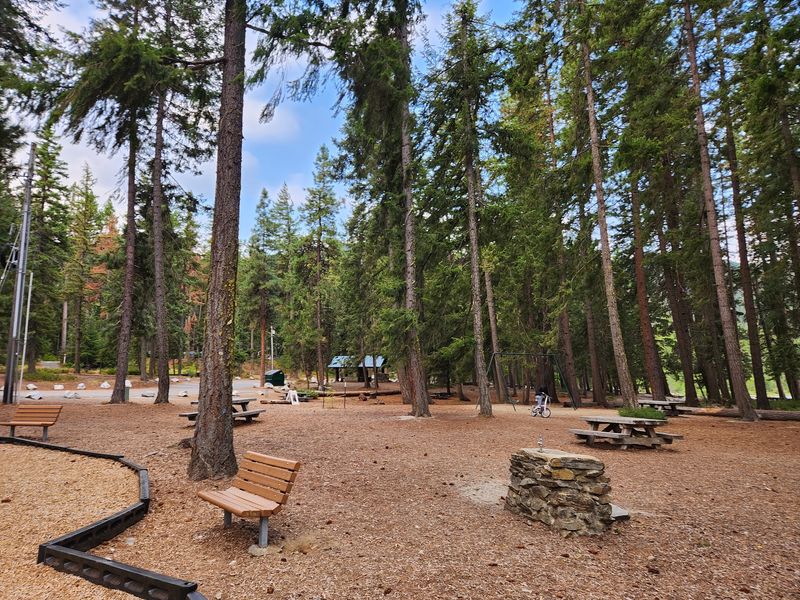 Camping Under the Towering Pines