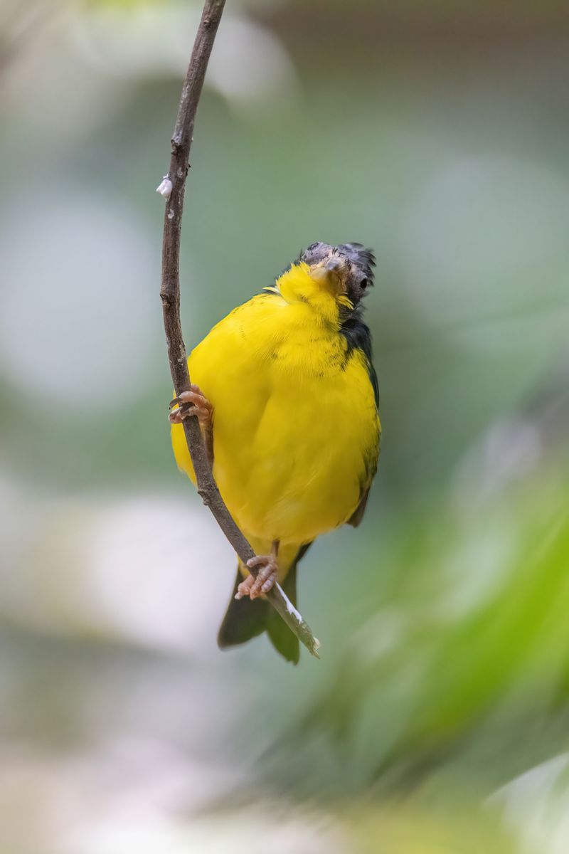 Canada Warblers Are The Star Attraction For Birders Canada Warblers Are The Star Attraction For Birders