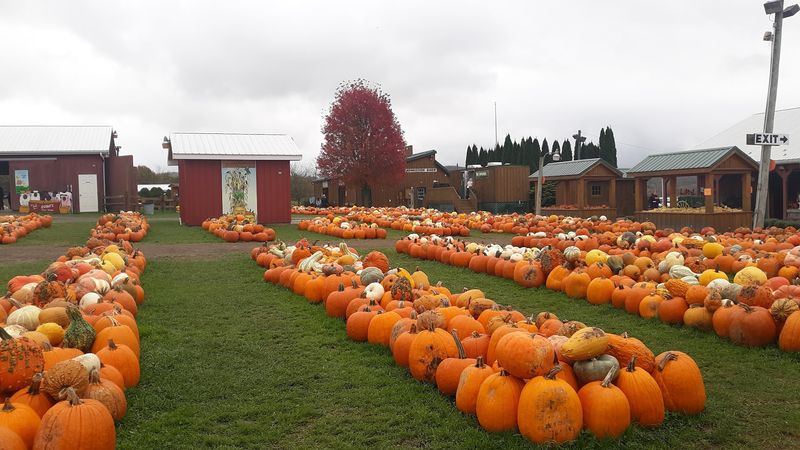Candy, Apples, And Pumpkins All Go Flying Here Candy, Apples, And Pumpkins All Go Flying Here