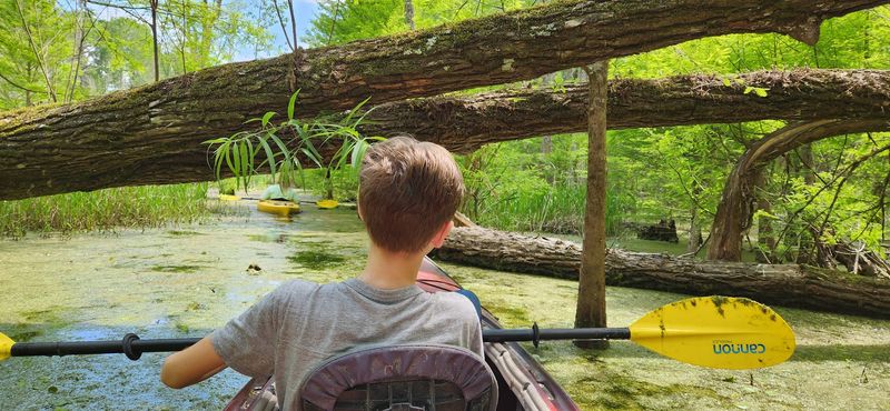 Canoeing And Kayaking Through The Bay
