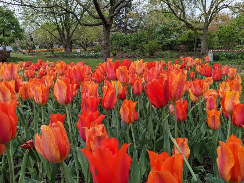 Lilacia Park, Lombard