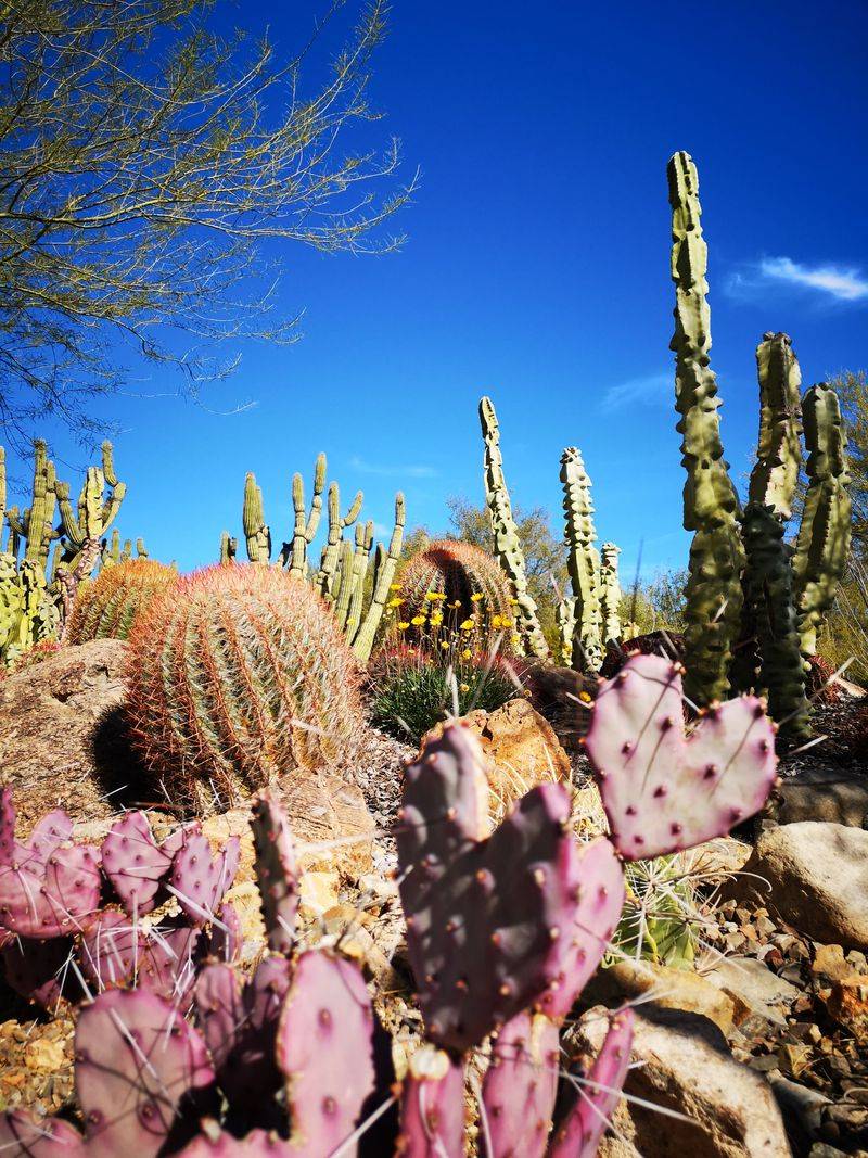 Arizona-Sonora Desert Museum