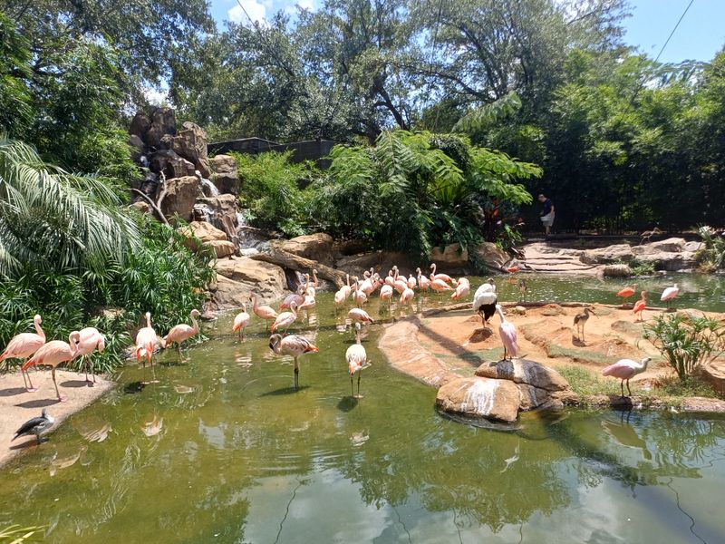 Houston Mega-Lights Circuit: Galaxy Lights, Zoo Lights and Texas Winter Lights