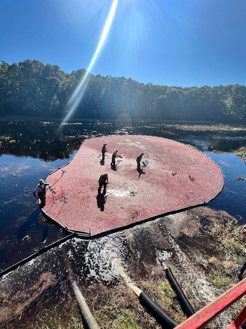 Cape Cod Cranberry Bog Tours
