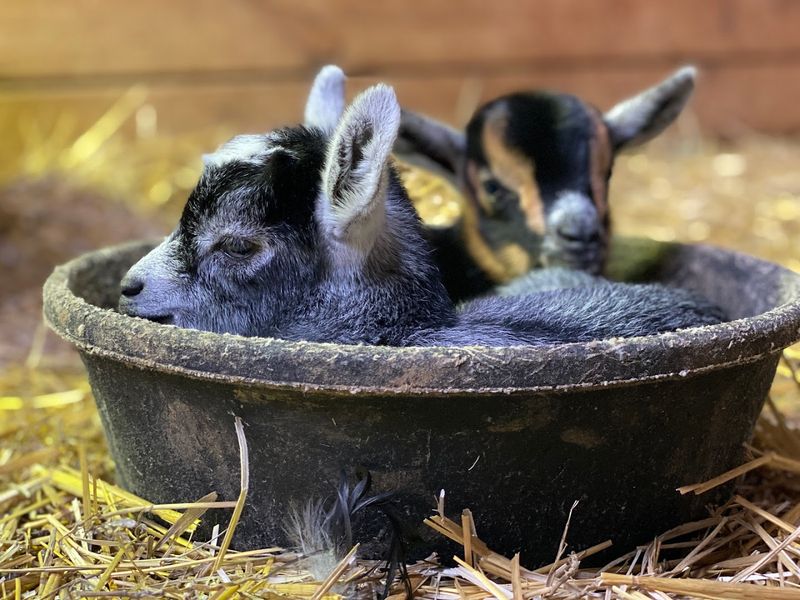 Experience A Place Where Farm Life Meets Wildlife