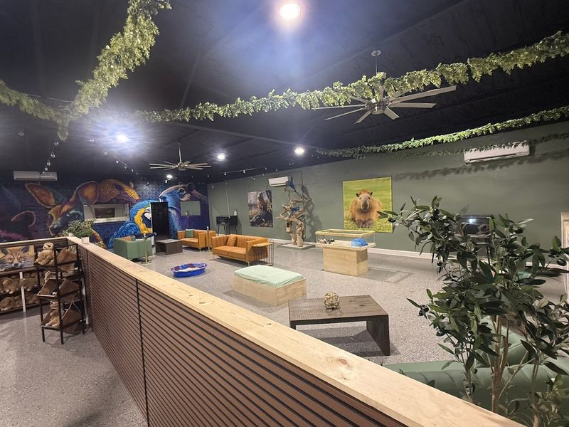 Capybara Cafe Is A Real Animal Cafe Near St. Petersburg