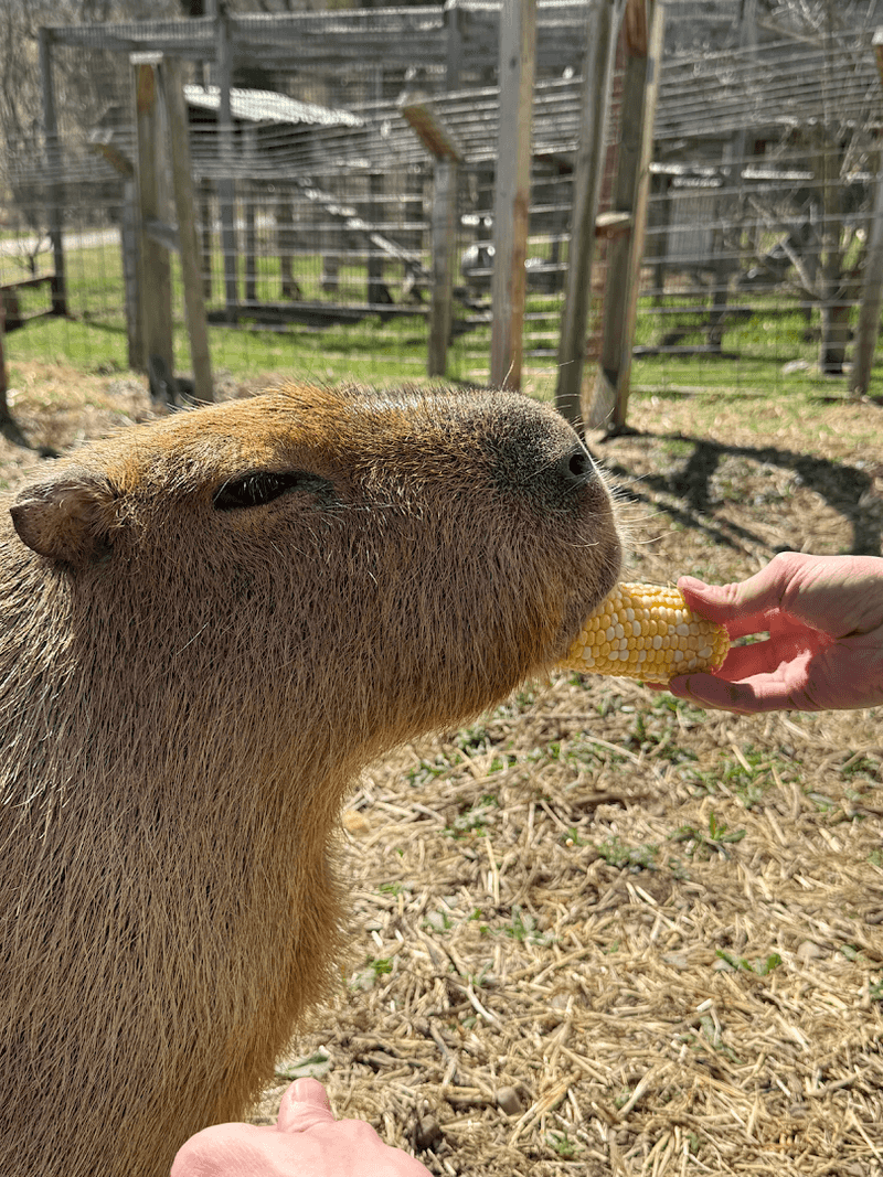 Capybaras Are The Stars Of The Show
