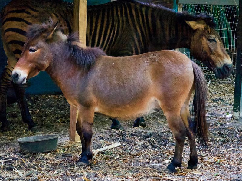 Capybaras, Zorses, And Animals You Have Never Heard Of Capybaras, Zorses, And Animals You Have Never Heard Of