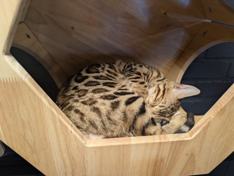 Cat-Friendly Design Features That Prioritize Animal Wellbeing Above Everything