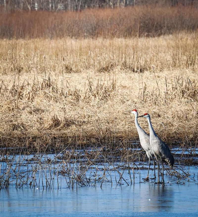 Carl And Myrna Nygren Wetland Preserve
