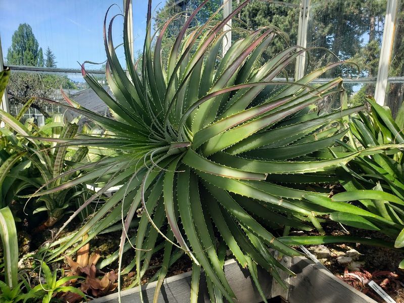 Carnivorous Plants And The Fern House Bog Gardens