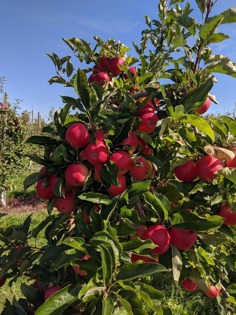 Carter Hill Orchard Carter Hill Orchard