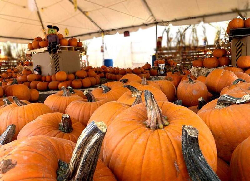 Carving Kits, Corn Stalks, and Decor Extras