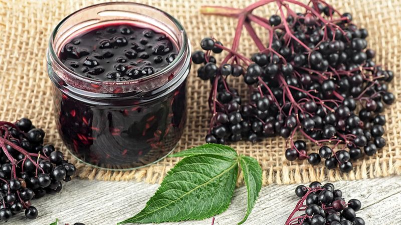 Elderberries: Beautiful But Dangerous