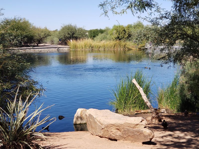 Casting a Line at the Urban Fishing Lake
