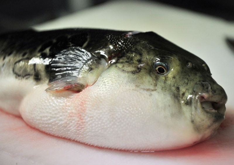 Fugu: The Fish That Can Take Away Your Life
