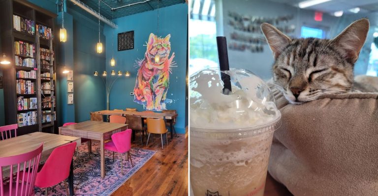 Cat Lovers Adore These Illinois Cafes Filled With Adoptable Cats