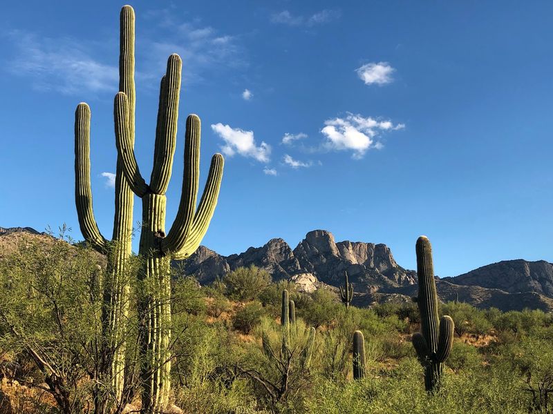 Catalina State Park Campground, Oro Valley Catalina State Park Campground, Oro Valley