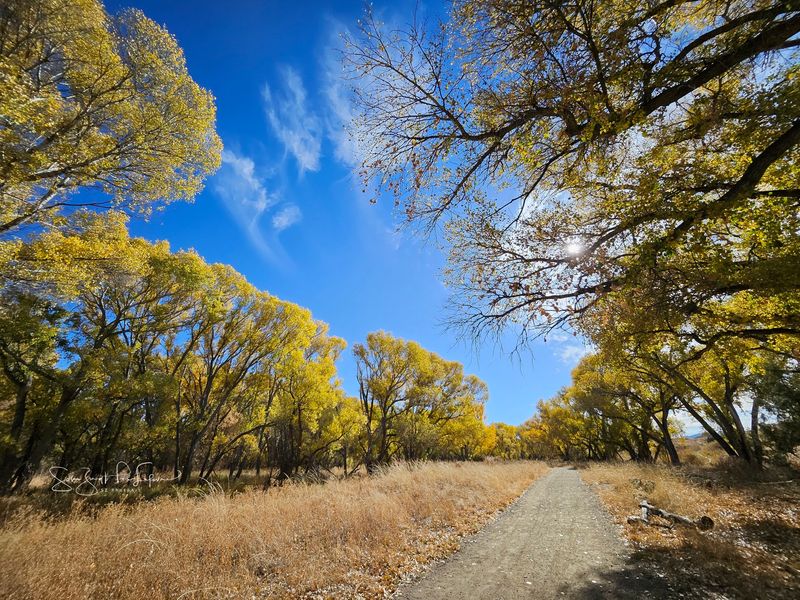 Cathedral Cottonwoods and a Shaded Canopy