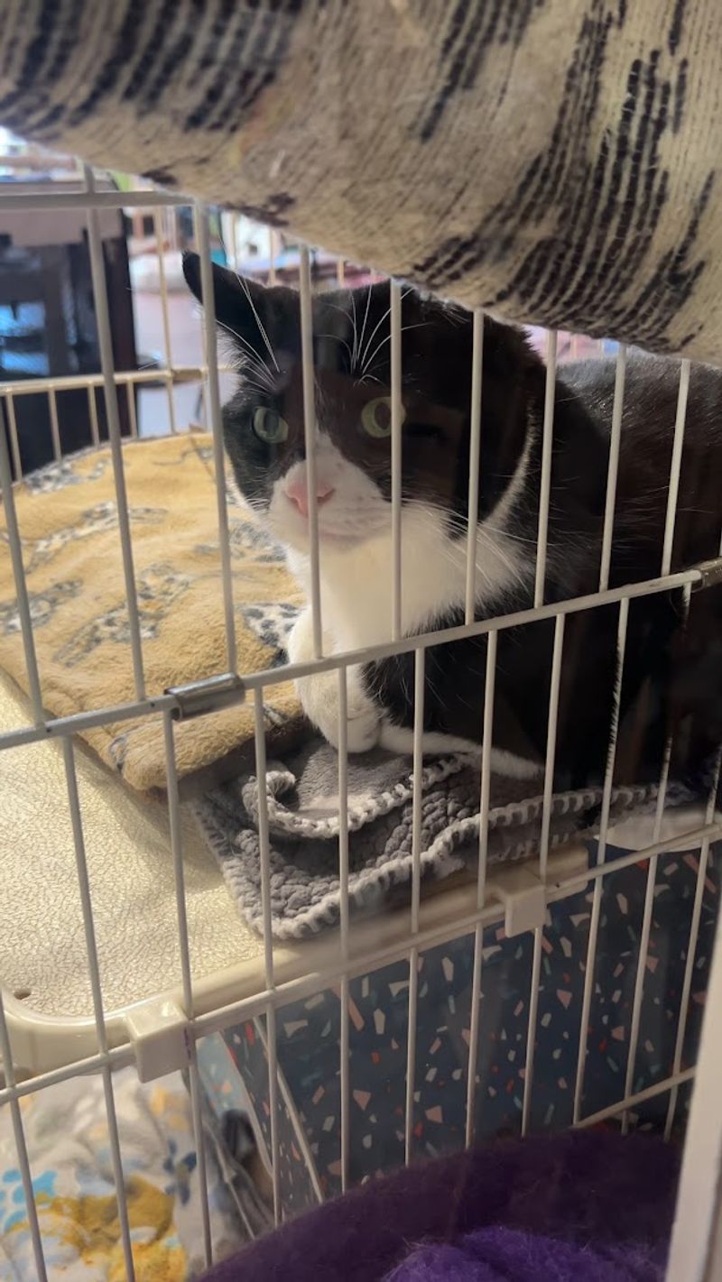 Cats Behind The Cause