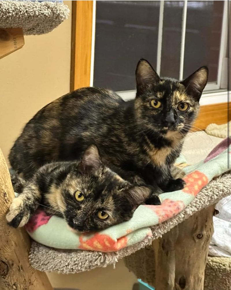 Cats Who Have Come Through Hard Beginnings