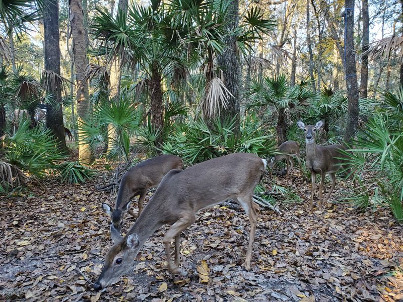 Trails Where Deer Blink Back