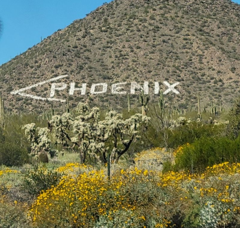 Usery Mountain's Bloom-Filled Trails