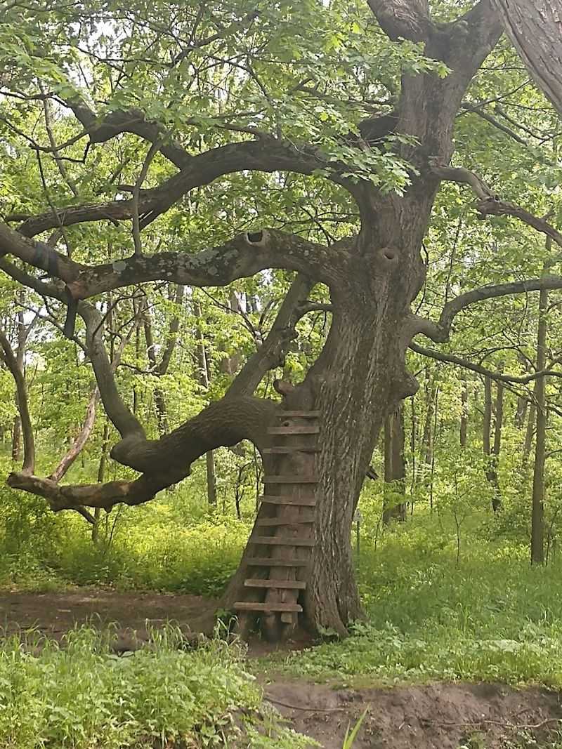 Funks Grove Nature Spaces, McLean, Illinois