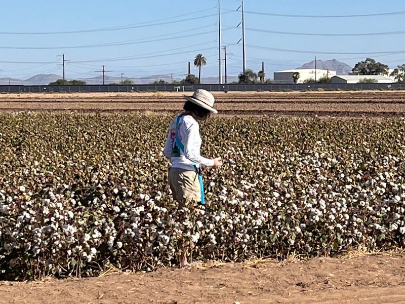 Caywood Farms Cotton Tour, Casa Grande, Arizona