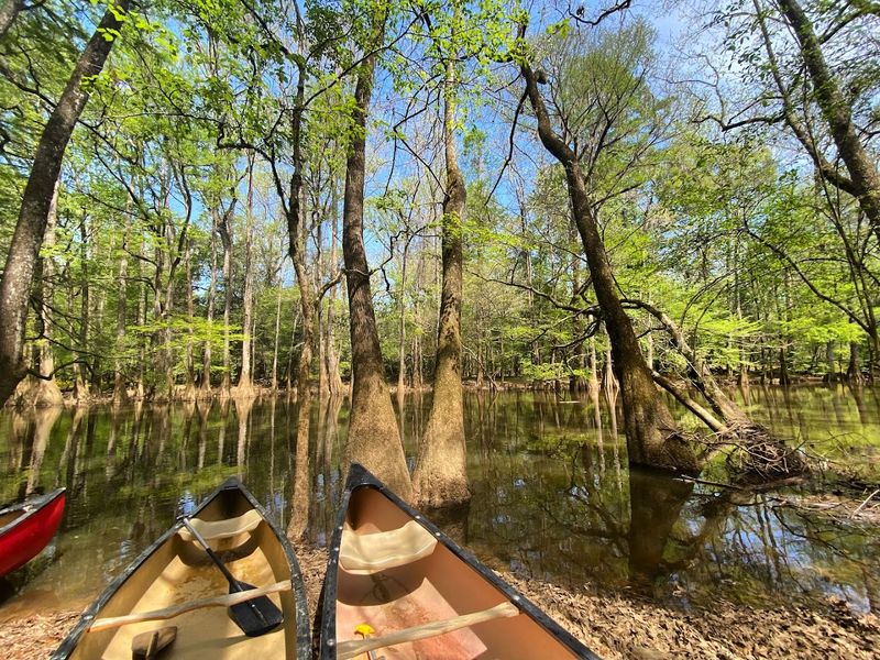 Cedar Creek Offers Some Of The Best Paddling In South Carolina