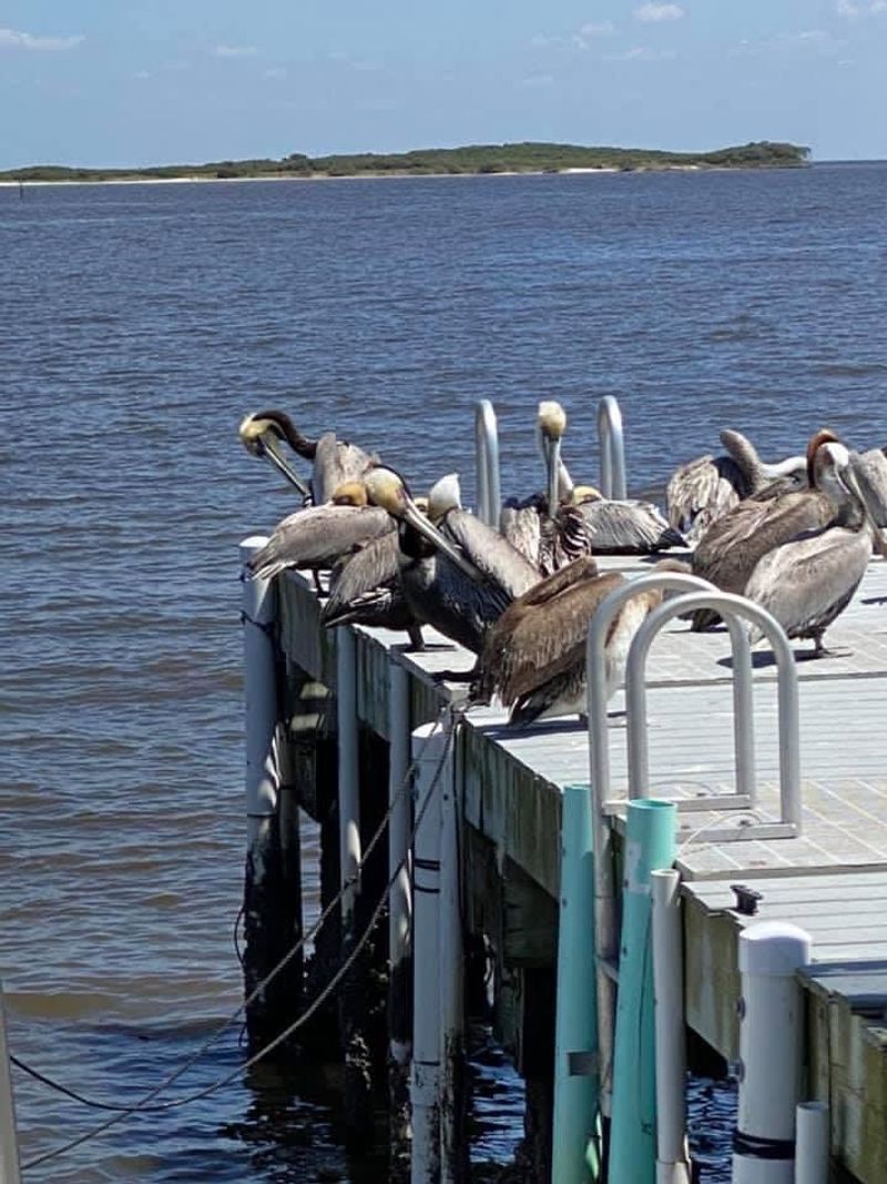 Birding Along The Gulf Coast