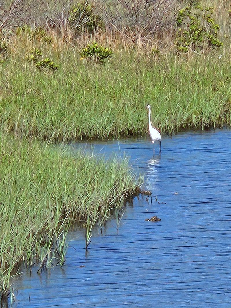 Cedar Key National Wildlife Refuge
