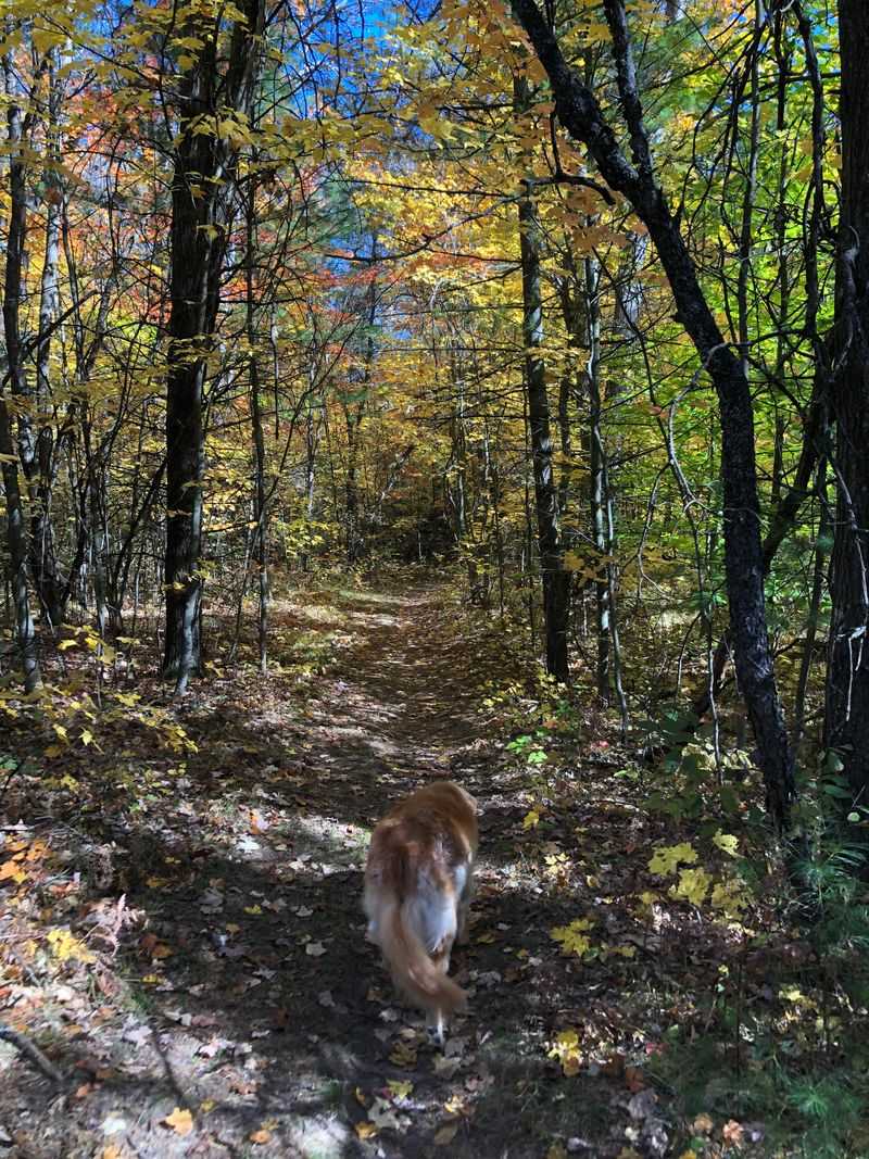 Ogemaw Hills Pathway, West Branch area