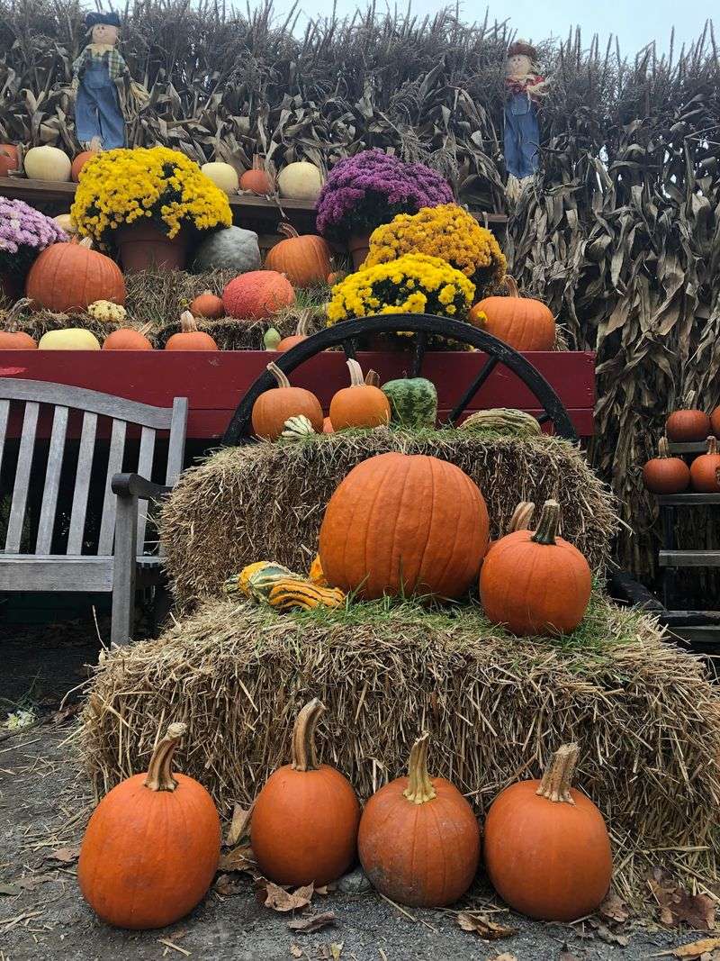 Celebrate Halloween With The Farm's Sweet Trick-Or-Treat Adventure