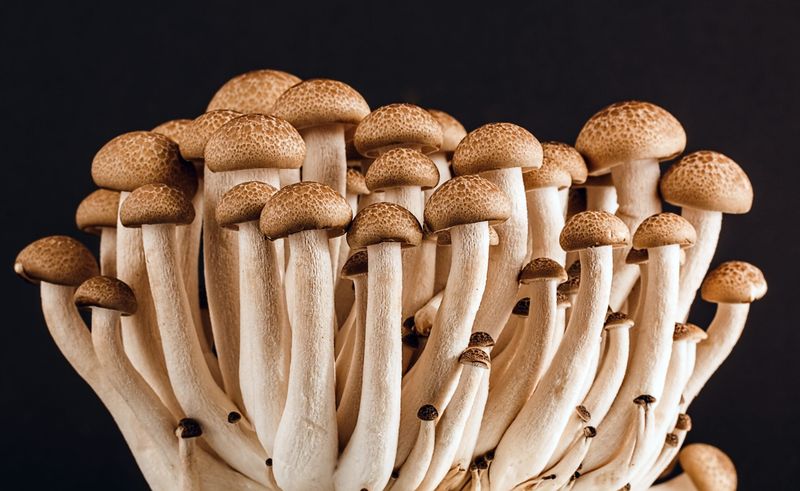 Mushrooms: Today's Delight, Tomorrow's Danger