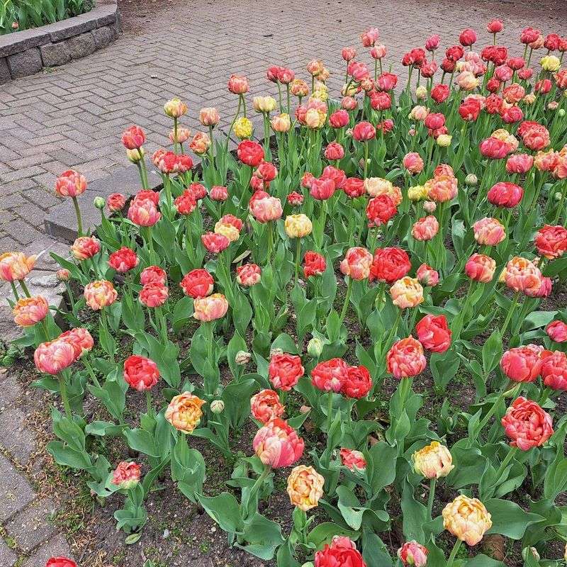 Downtown Holland Tulip Lanes, Holland