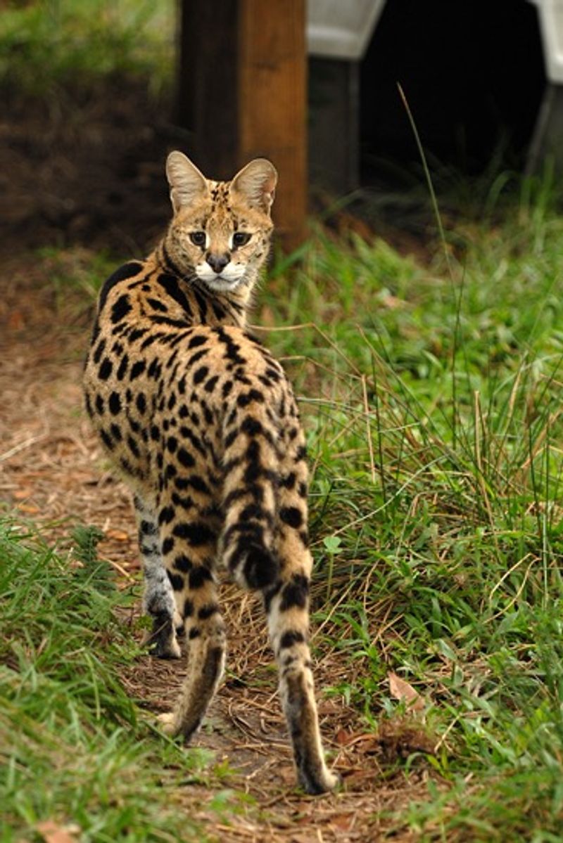 Forest Animal Rescue