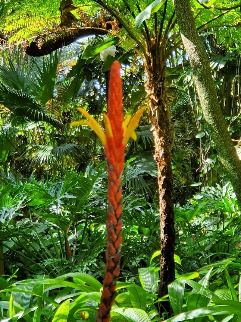Exotic Tropical Plants From Across The Globe