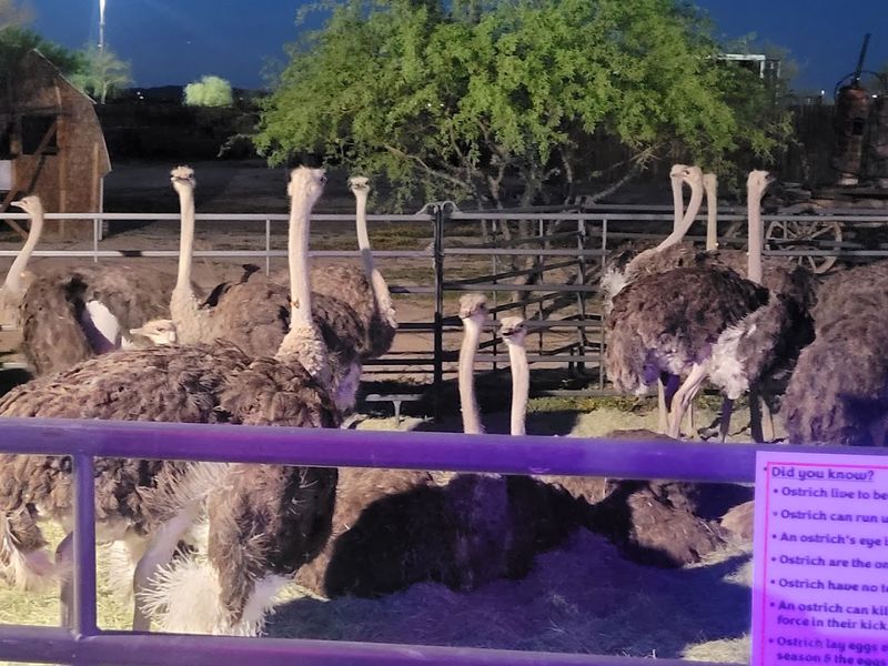 Chandler Chamber Ostrich Festival, Chandler, Arizona