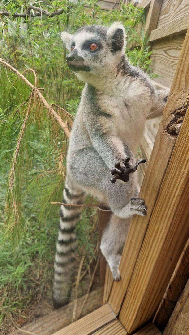 North Florida Wildlife Center