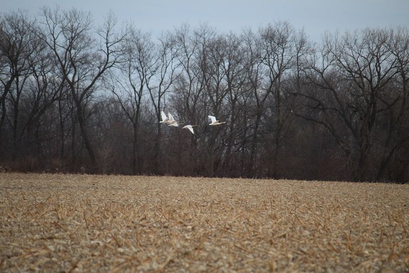 Spring Migration Timing Makes All The Difference