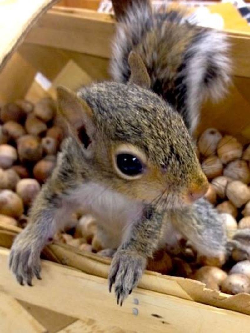 Checking In on Your Rescued Animal Is Encouraged Checking In on Your Rescued Animal Is Encouraged
