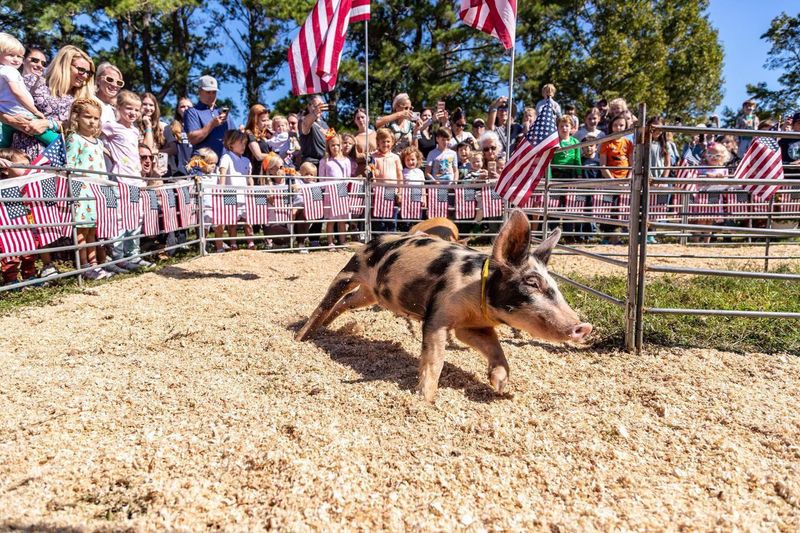 Cheer For Racing Pigs And Meet Some Friendly Farm Animals