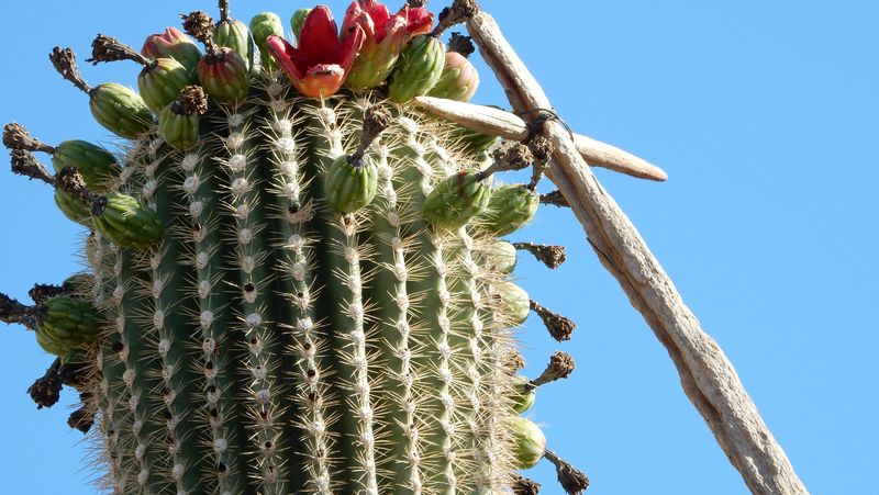Saguaro Fruit: Cactus Crown Jewels