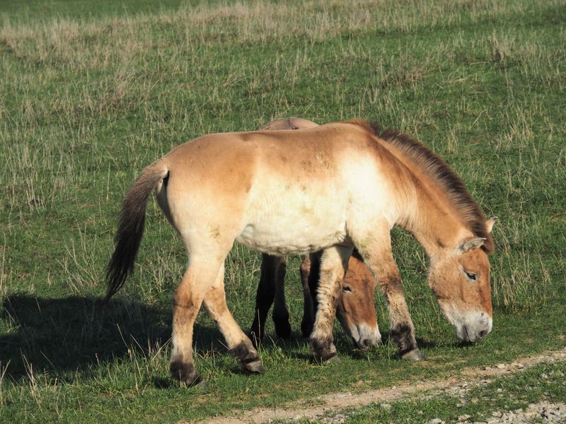 Horseback Riding Through Habitats Most Never Access